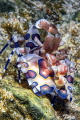   Hymenocera picta Harlequin shrimpPanasonic GX1 60 mms macro  